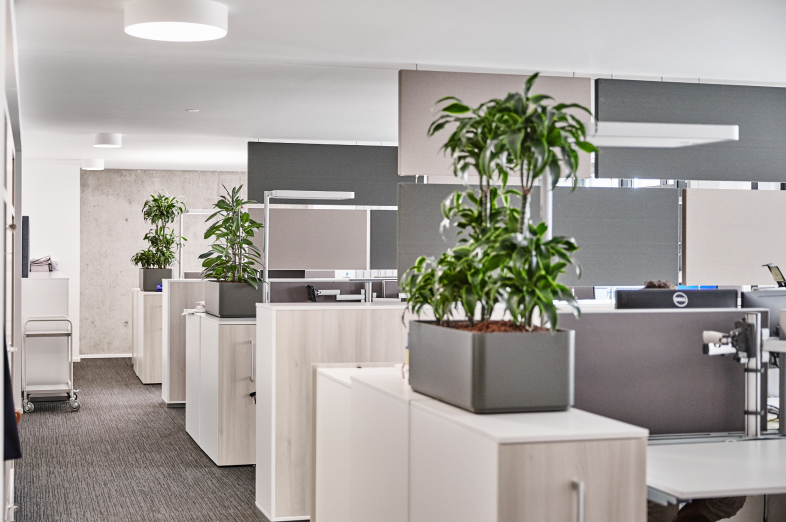 Modern office with cubicles, gray dividers, and green potted plants on white cabinets.